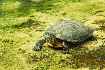 Tortuga verde de agua dulce.