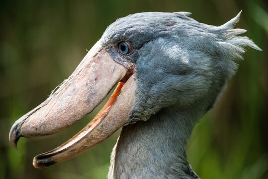 Portrait of a Shoebill (Balaeniceps rex)