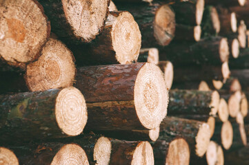 Round wood, a stack of cut trees. Sectional view from the end of the tree and growth rings.