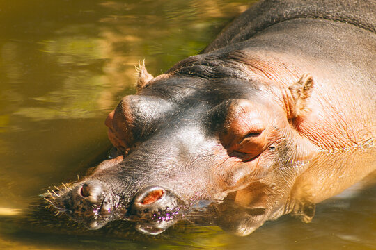 Hipopotamo del nilo, retrato. bajo el agua.