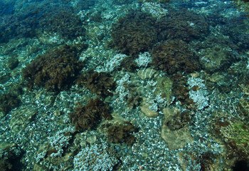 Naklejka na ściany i meble The seabed with algae, rocks, shells, clean water. Natural background