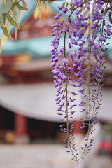 神社に咲く藤の花
