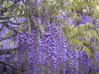 藤の花