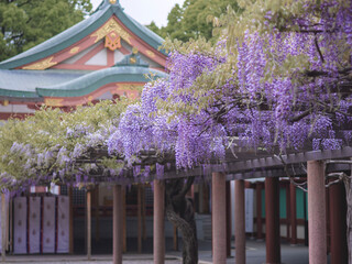 神社に咲く藤の花