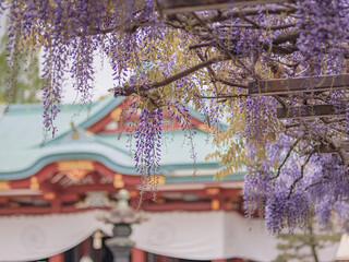 神社に咲く藤の花