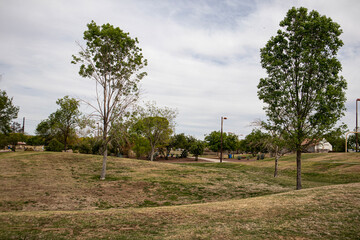 trees in the garden
