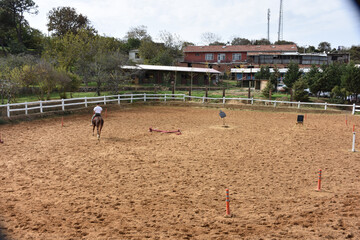 Fototapeta na wymiar horse farm