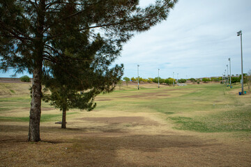 trees in the park