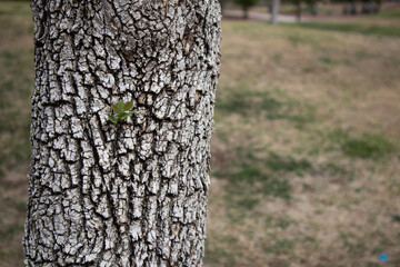 tree trunk in the forest