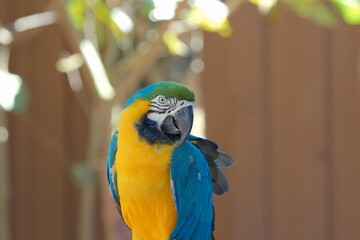 Blue and Gold Macaw