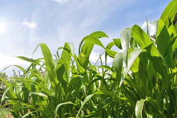 Growing corn plants under blue sky and sunny day.