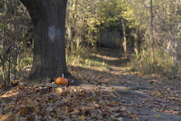 Pumpkin By Tree