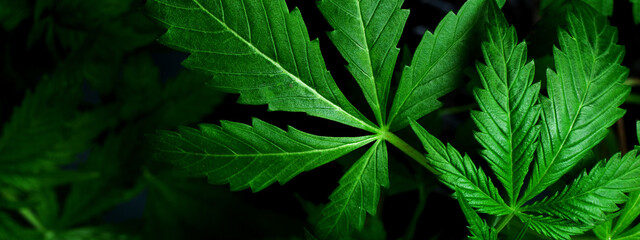 background of juicy green marijuana leaves,cannabis plant on dark.
