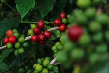 Cafe colombia quindio