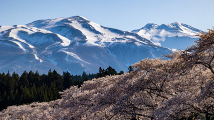 鳥海山と桜