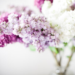 Three colours of spring lilac blossom, soft focus