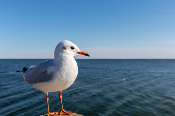 black headed gull in winter plumage