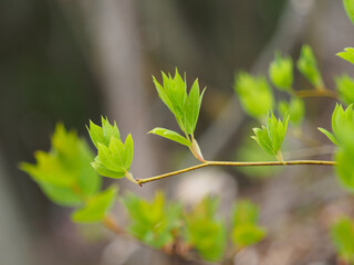 白文字の芽吹き