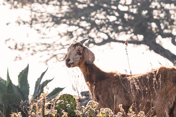 goat on a meadow