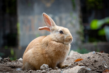 Wild Rabbit on Okunoshima, Japans Rabbit Island
