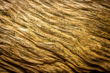 Japanese Sugi Cedar Tree Wood Grain Background