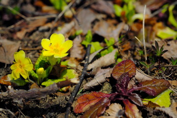 エゾノリュウキンカ