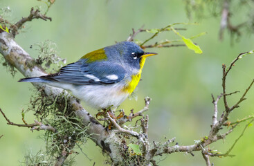 Northern parula (Setophaga americana) in a tree during spring migration in southern Texas, Galveston, TX, USA.