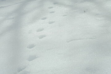 雪に覆われた大地