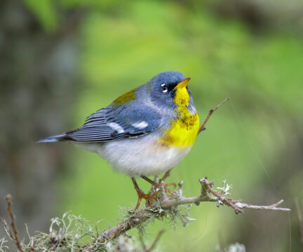 Northern parula (Setophaga americana) in a tree during spring migration in southern Texas, Galveston, TX, USA.