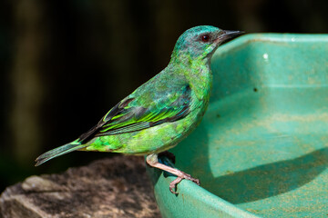 The blue dacnis or turquoise honeycreeper (Dacnis cayana) is a small passerine bird