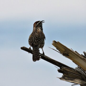 Cactus Wren Seen In The Southwest Arizona