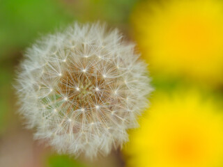 タンポポの綿毛