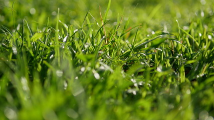 green grass background