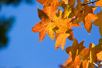 紅葉したモミジバフウ	