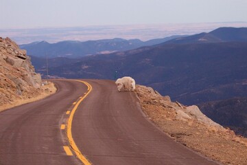 Mountain Goats on winding mountain road
