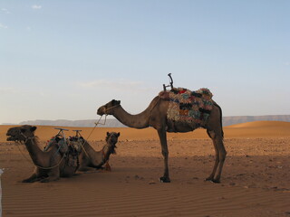 beautiful view of desert in Morocco design for travel and adventure concept	