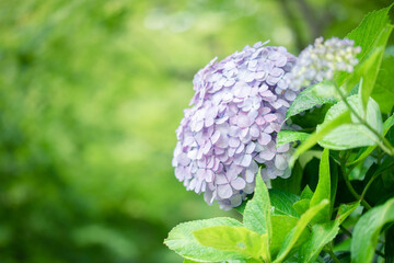 hydrangea