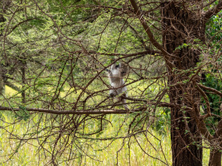 Serengeti National Park, Tanzania, Africa - February 29, 2020: Vervet Monkey climbing in tree