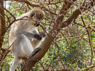 Serengeti National Park, Tanzania, Africa - February 29, 2020: Vervet Monkey climbing in tree