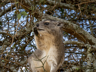 Serengeti National Park, Tanzania, Africa - February 29, 2020: Rock hyrax climbing in tree