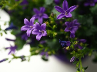 Campanula portenschlagiana (Dalmatiner Glockenblume)