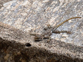 Serengeti National Park, Tanzania, Africa - February 29, 2020:Mwanza flat-headed rock agama female sunbathing