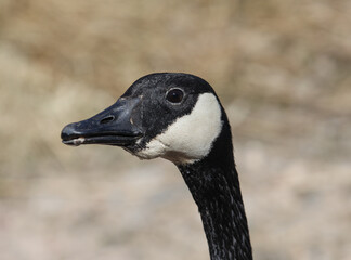 portrait of a goose