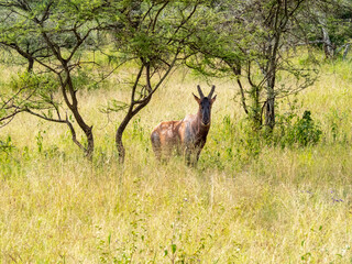 Serengeti National Park, Tanzania, Africa - February 29, 2020: Topi under tree observing the savannah