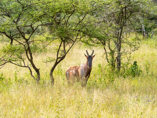 Serengeti National Park, Tanzania, Africa - February 29, 2020: Topi under tree observing the savannah