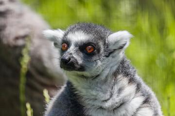 Naklejka na ściany i meble Lemur at a zoo