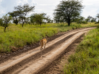 Naklejka premium Serengeti National Park, Tanzania, Africa - February 29, 2020: Lioness walking along road of Serengeti national park