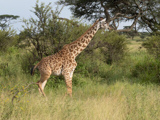 Serengeti National Park, Tanzania, Africa - February 29, 2020: Giraffes grazing along the savannah