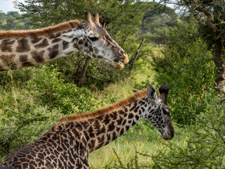 Serengeti National Park, Tanzania, Africa - February 29, 2020: Giraffes grazing along the savannah