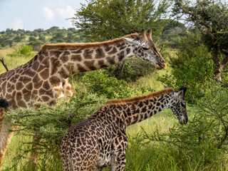 Naklejka na ściany i meble Serengeti National Park, Tanzania, Africa - February 29, 2020: Giraffes grazing along the savannah